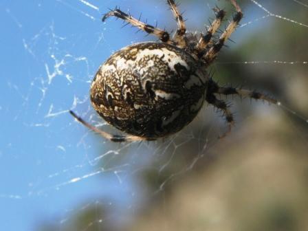Neoscona sp. (?)
